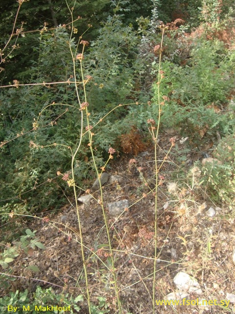 Bupleurum linearifolium D.C.